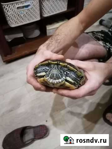 Красноухая черепаха бесплатно Увельский - изображение 1