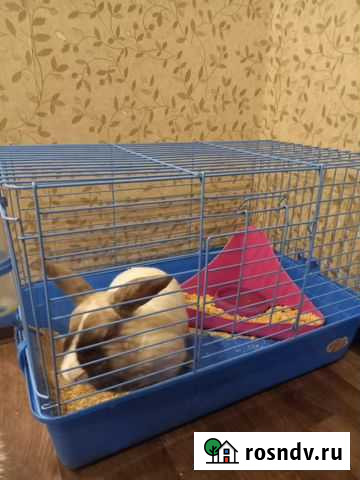 Кролик Казань - изображение 1