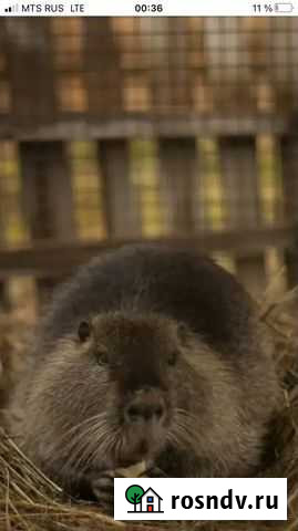 Нутрии продаются Уфа - изображение 1