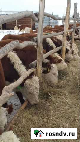 Быки Топчиха - изображение 1