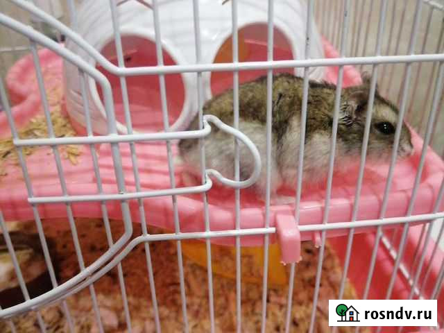 Хомяк с клеткой Нальчик - изображение 1