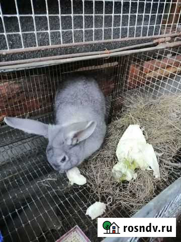 Кролики мясных пород Екатеринбург - изображение 1