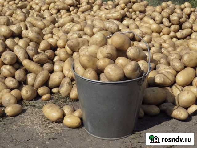 Продукты питания картофель Краснотурьинск - изображение 1