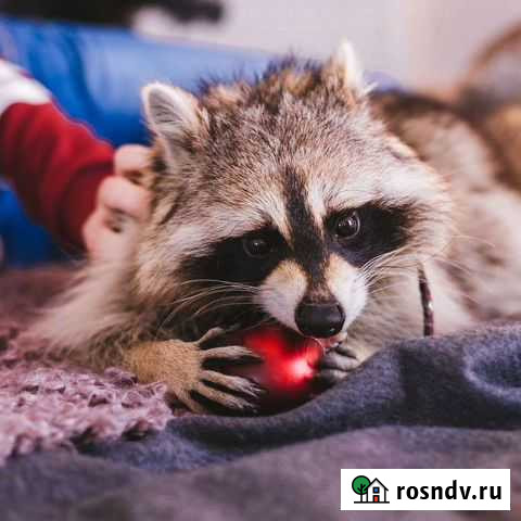 Енот Москва - изображение 1