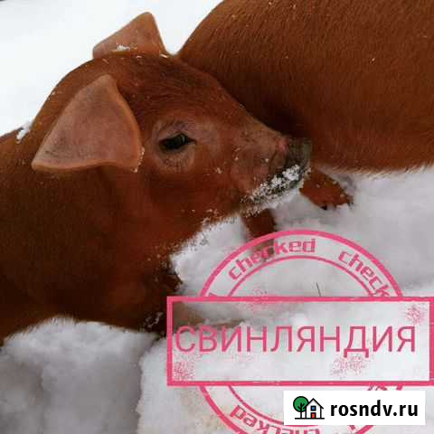 Поросята Дюроки и т.д Сельцо - изображение 1