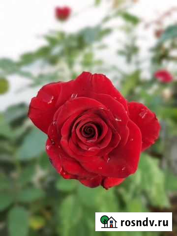 Персональный Парикмахер стилист) колорист Симферополь - изображение 1