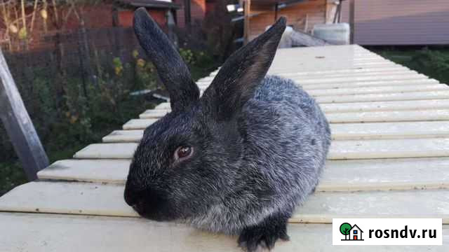Кролики Полтавское серебро Любань - изображение 1