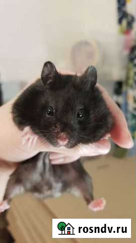 Сирийский хомяк Ватутинки - изображение 1