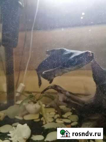 Сом пангасиус Пермь - изображение 1