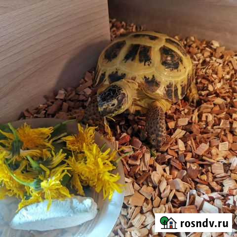 Черепаха Иркутск - изображение 1