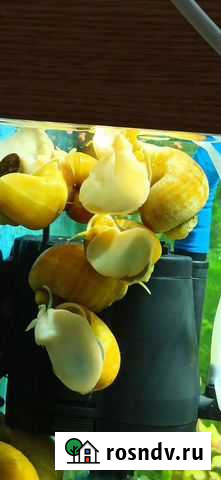 Улитки ампулярии аквариумные Калининград - изображение 1