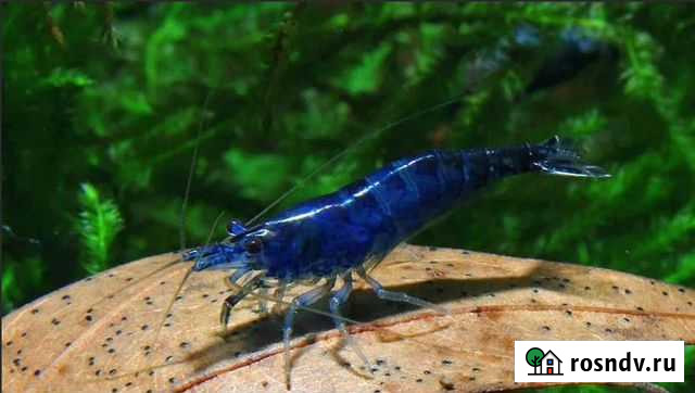 Креветки Синий дракон Магнитогорск - изображение 1