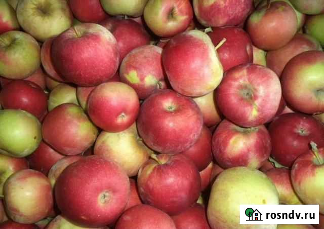 Яблоки Липецк - изображение 1