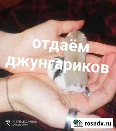 Отдаём джунгариков Волгоград