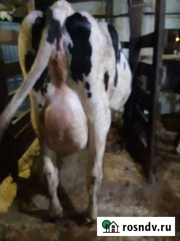 Телка и корова Волоколамск - изображение 1