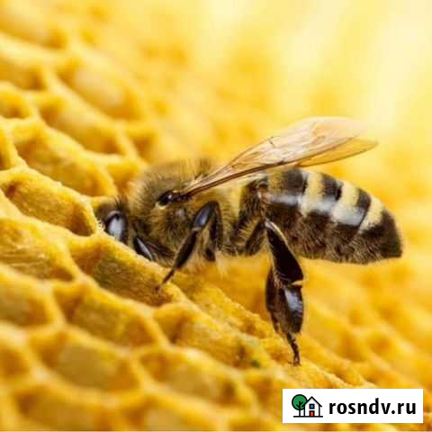 Продам ульи с пчелами Райчихинск - изображение 1