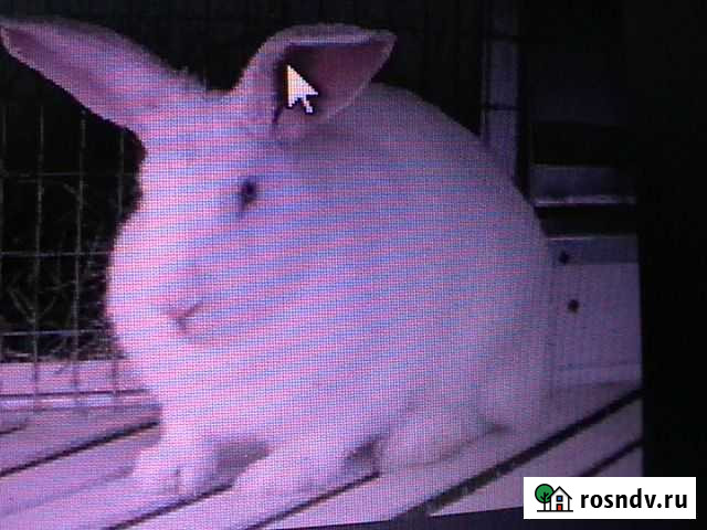 Кролики Магнитогорск - изображение 1