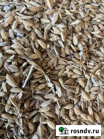 Рис Абадзехская - изображение 1