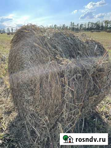 Суданка мелкая 2 укос зеленое 300кг Зеленчукская - изображение 1
