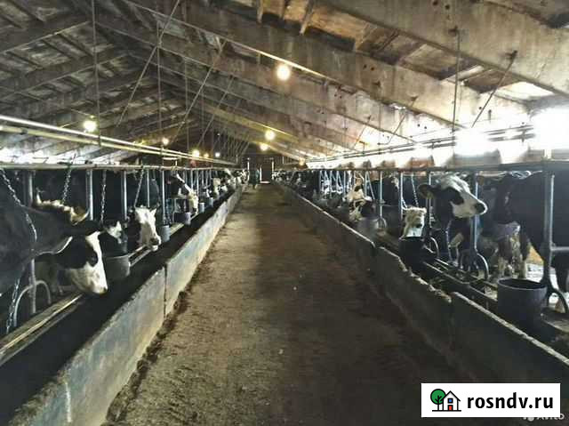 Молочная ферма Новоалтайск - изображение 1