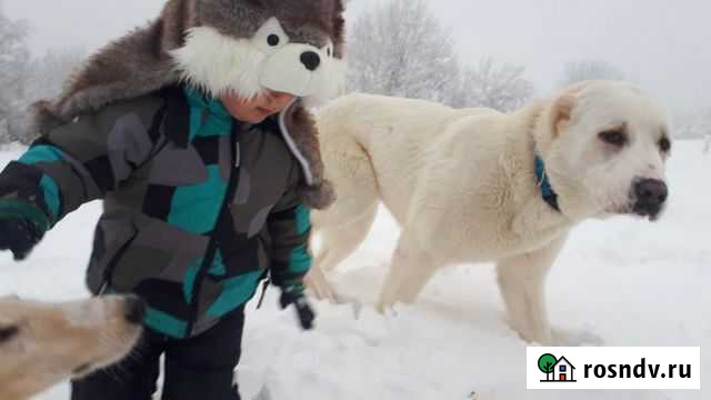 Фото с животными (собаки, лошади, жители фермы) Питкяранта - изображение 1