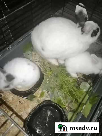 Кролик девочка Саяногорск - изображение 1