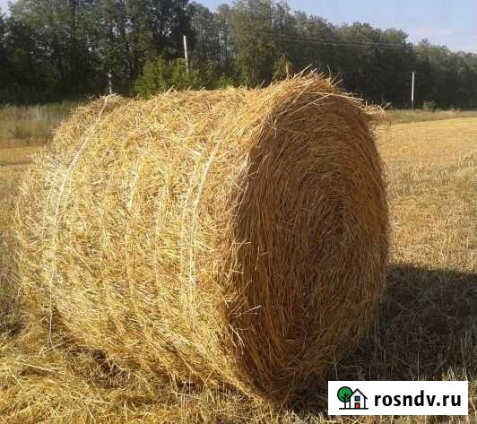 Солома ячменная Ефремов - изображение 1