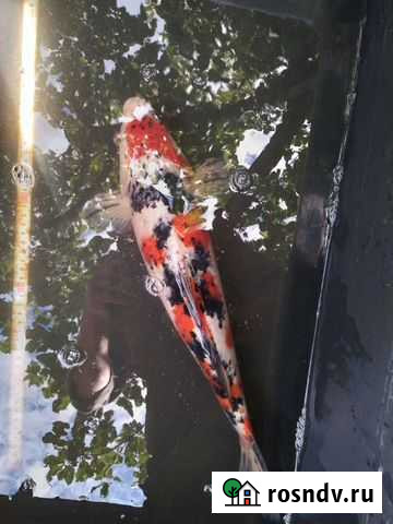 Карп кои Россошь - изображение 1