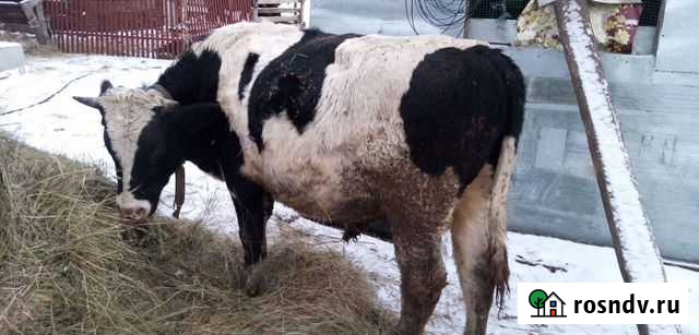 Бык Омск - изображение 1