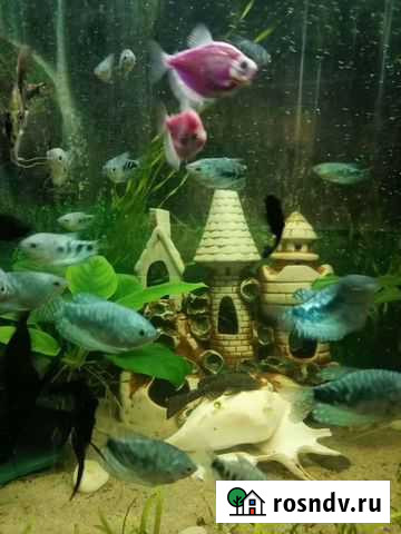 Рыба Брянск - изображение 1