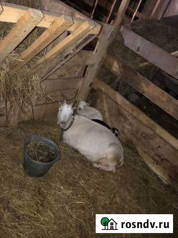 Козлики Медынь - изображение 1