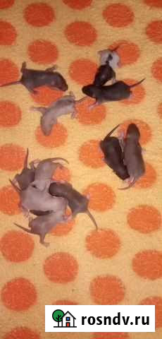 Крысята Киров - изображение 1