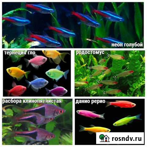 Аквариумы и все нужное/Рыбы/Раки/Улитки/Растения Владимир - изображение 1