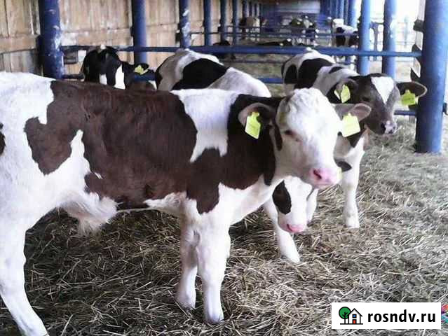 Телята из домашнего подворья породы мясные Липецк - изображение 1