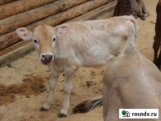 Телята на откорм из домашнего подворья Серпухов - изображение 1