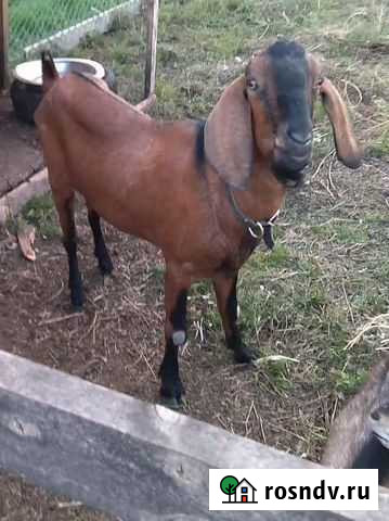 Нубийский козел Вязка Нижняя Мактама - изображение 1