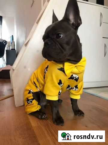 Костюмчик для Собачки на флисе Новый Норильск - изображение 1