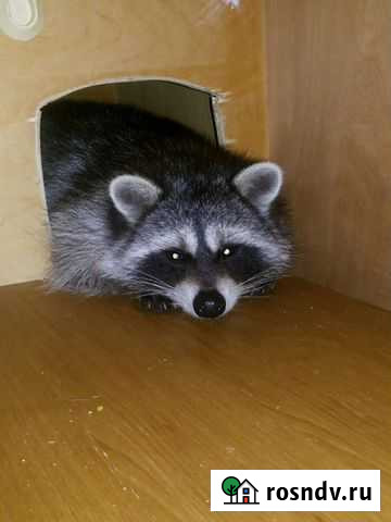 Еноты Челябинск - изображение 1