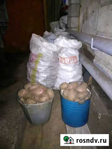 Башкирский картофель ведро Златоуст - изображение 1