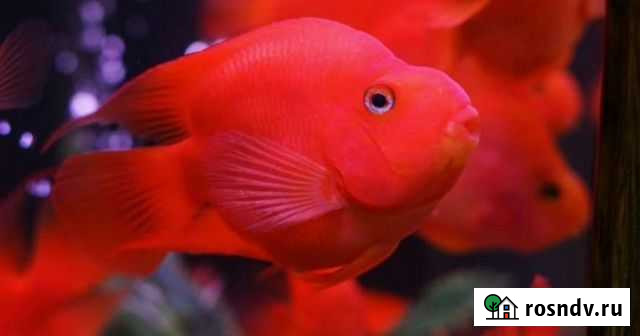 Рыба попугай Благовещенск - изображение 1