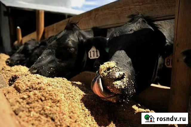 Продажа пивной дробины Ульяновск - изображение 1