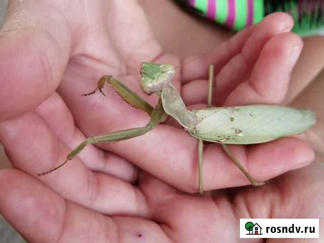 Отеки богомола Краснодар - изображение 1