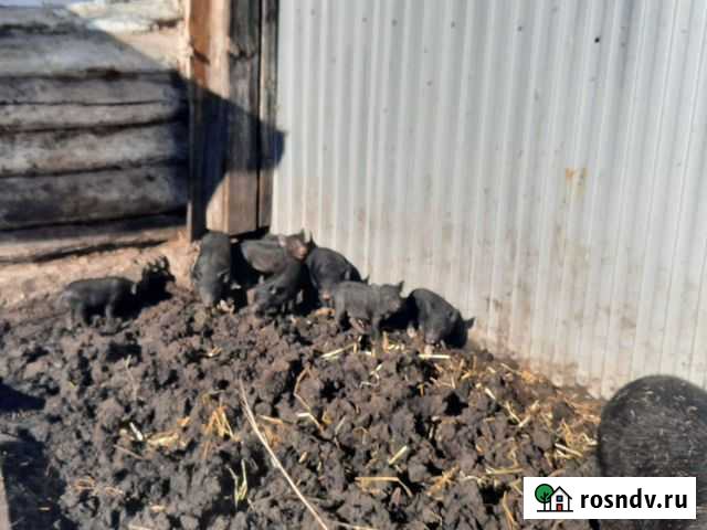 Вьетнамские поросята Октябрьский - изображение 1