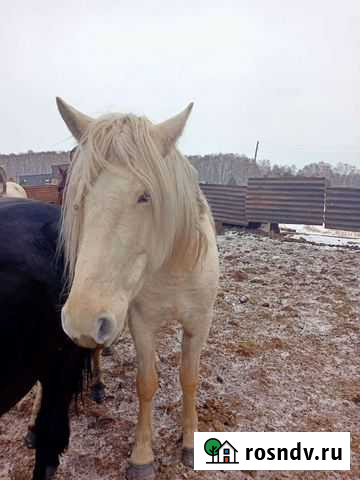 Лошади Верхнеуральск - изображение 1