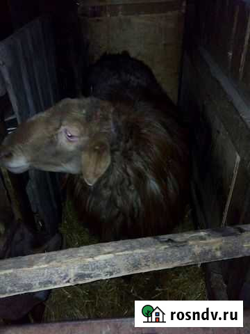 Бараны Таврическое - изображение 1