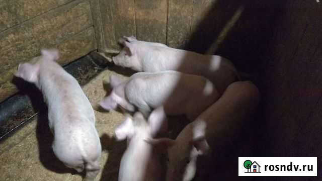 Поросята породы Йорк Южноуральск - изображение 1