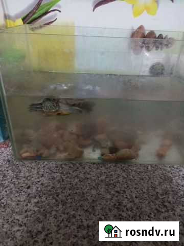 Черепаха с аквариумом Бугульма - изображение 1