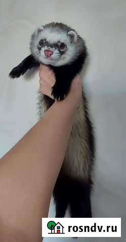 Вязка хорька Курган - изображение 1