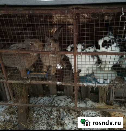 Кролики Казань - изображение 1