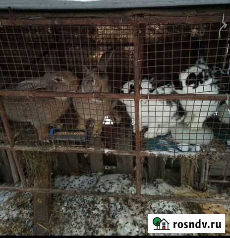 Кролики Казань - изображение 1